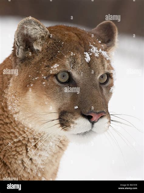 Mountain lion or cougar (Felis concolor) in snow, near Bozeman, Montana ...