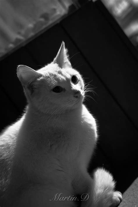 流浪猫系列之大白喵续|摄影|宠物摄影|Martins92 - 原创作品 - 站酷 (ZCOOL)