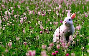 Image result for Spring Bunnies and Flowers