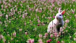 Image result for Spring Bunnies and Flowers