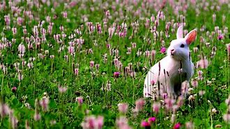 Image result for Rabbit Computer Backgrounds Spring