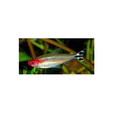 Fish | Buy Live Freshwater Fish Online – Best4Pets