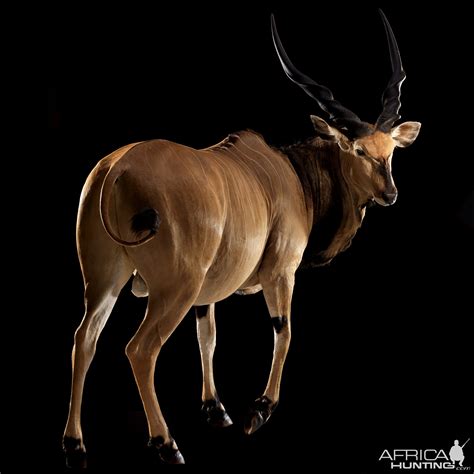 Lord Derby (aka Giant) Eland | AfricaHunting.com
