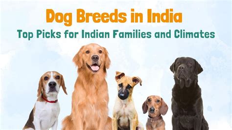 Dog Breeds in India: Top Picks for Indian Families and Clima