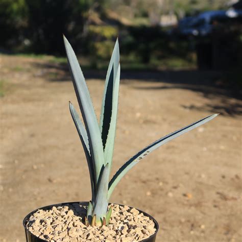 Shop Blue agave 'Tequila Plant' Agave Tequilana - Care and Info ...