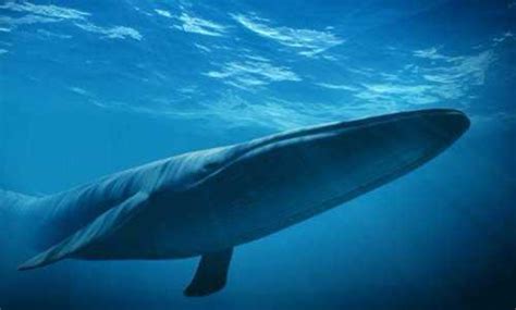 【海洋生物】守护蓝鲸与蓝天！