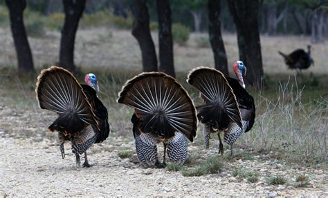 Spring Rio Grande Turkey Hunting | 95% Success Rate | Shonto Ranch