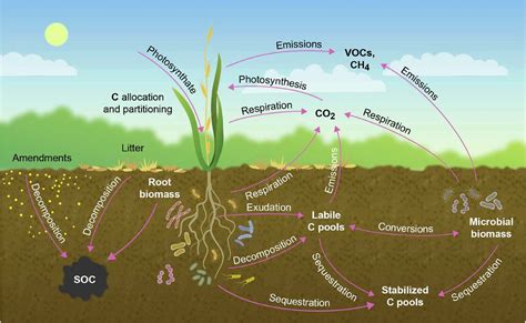 Crops For Carbon Farming - Ygraph