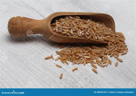 Ancient Grain Kamut, Khorasan Wheat Stock Photo - Image of foods ...