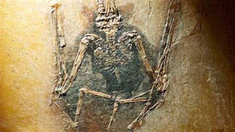 Extinct 的图像结果