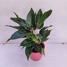 Aglaonema Black Lipstick: A Pop of Bold Drama for Your Indoor Stage ...