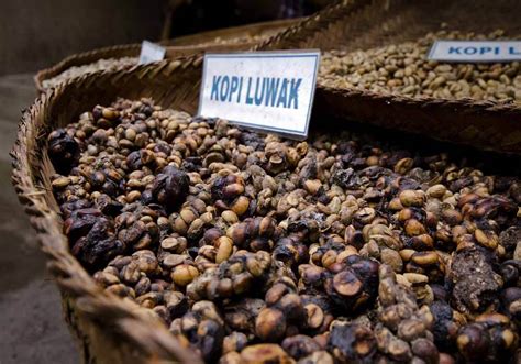 Vietnamese Luwak Coffee (Kopi Luwak) – the most expensive coffee in the ...