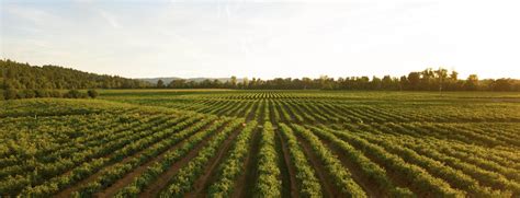 Misiuk Funeral Home | Chesaning MI funeral home and cremation