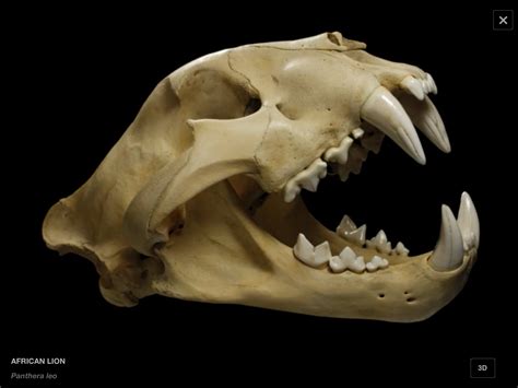 Lion Teeth Skull