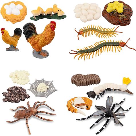 Buy Life Cycle of Chicken Hen Centipede Spider Mosquito Farm Animals ...