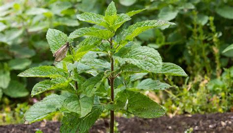 Mint Plant Pests And Diseases at Cooper Meares blog