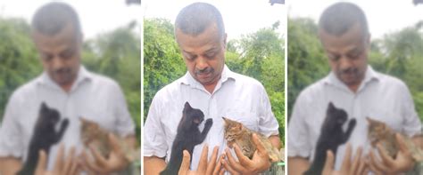 Three Kerala Cats Can Eat the Biscuits They Like in Lockdown, Thanks to ...