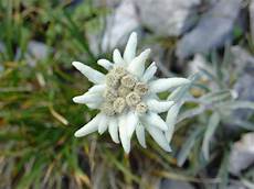 fiore edelweiss edelweiss austria national flower wallpapers9 fiore edelweiss edelweiss austria national flower wallpapers9