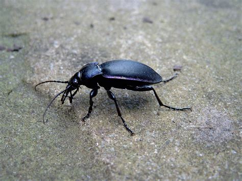 Ground Beetle Rice Biologists Uncover New Species Of Tiger Beetle: