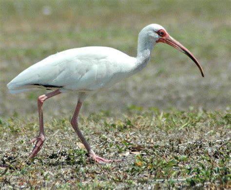 Top 10 Florida Birding Hotspots | A Birds Delight | Florida birding ...