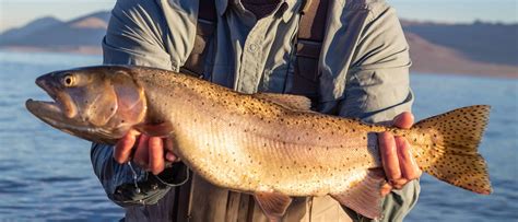 World Record Cutthroat Trout
