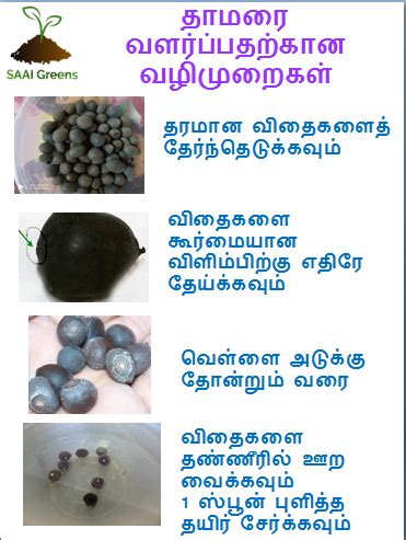 Steps to Grow Sacred Lotus @ Terrace Garden – SAAI Academy