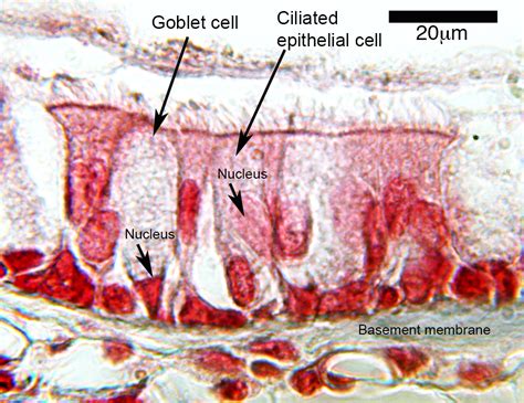 Image result for Visual Growing Patterns