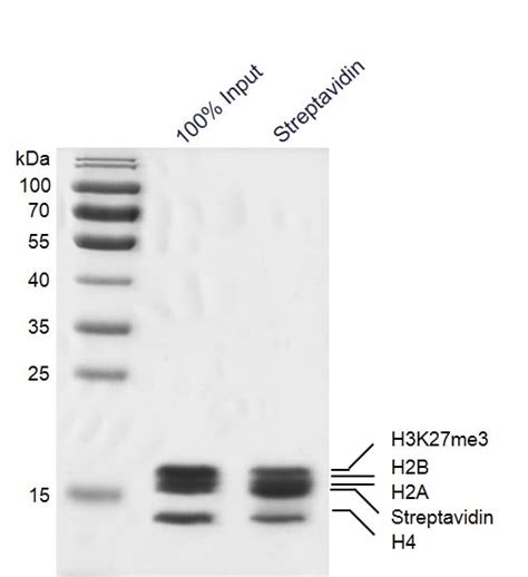 Recombinant Mononucleosomes H3K27me3 (MLA) - biotin | Proteintech