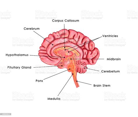 Image result for Brain Network Python