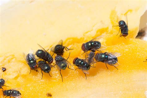 House Fly Life Cycle Time