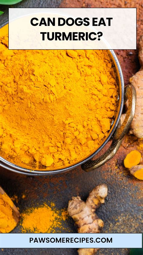 Can Dogs Eat Turmeric