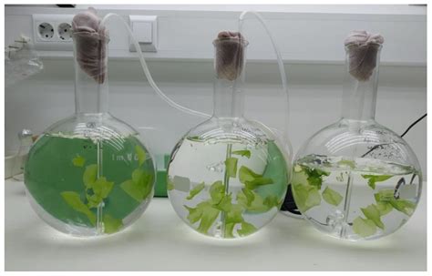 Ecosystem Services Provided by Seaweeds | Encyclopedia MDPI