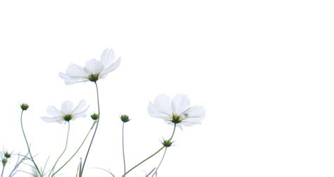 Spring Minimal Computer Background High Resolution 的图像结果