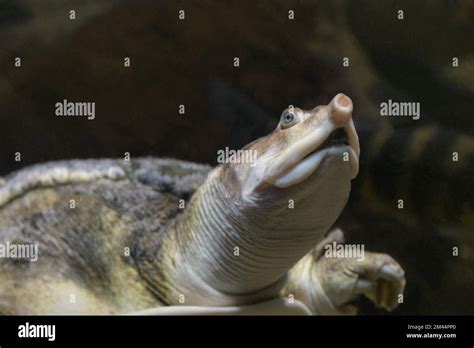 Image result for Florida Softshell Turtle Shell Decor