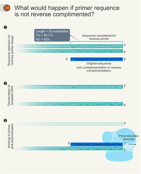 Primer Design Step by Step 的图像结果