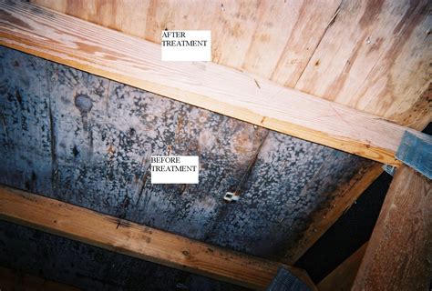 How To Remove Mold In Basement | home design modern