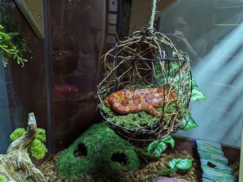 Corn snake enrichment with hanging chair | Snake terrarium, Corn snake ...