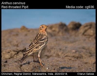 Anthus cervinus (Pallas, 1811) - Red-throated Pipit | Birds
