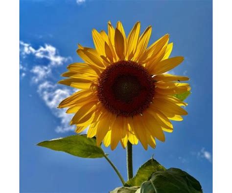 Janet Lousie Cumper Obituary (2025) - Mansfield, MO - Allee-Holman-Howe ...