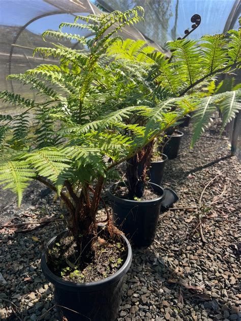Cyathea cooperi | Australian Tree Fern - SOUTHCOAST PLANTS