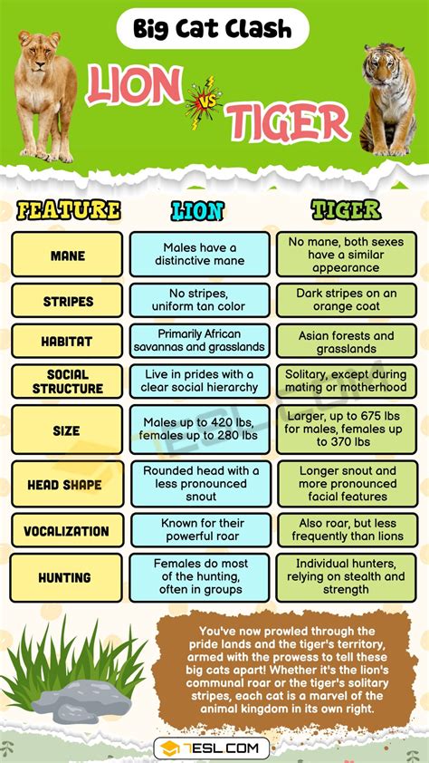 Lion vs. Tiger: What is the Main Difference? • 7ESL