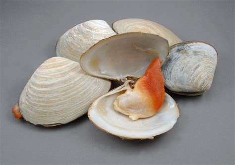Living Clams