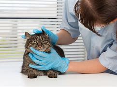 Image result for spaying