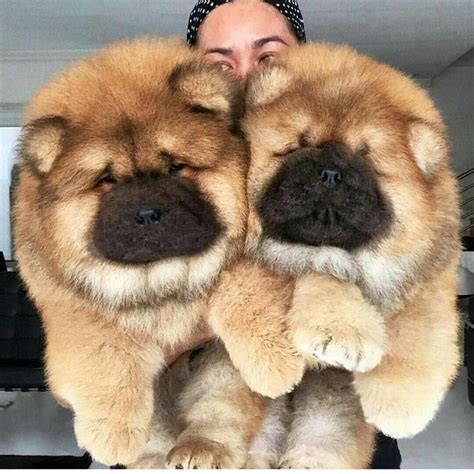 Chow Chow | Dog Breed Info: Pictures, Puppies, Traits & Facts | Doggie ...