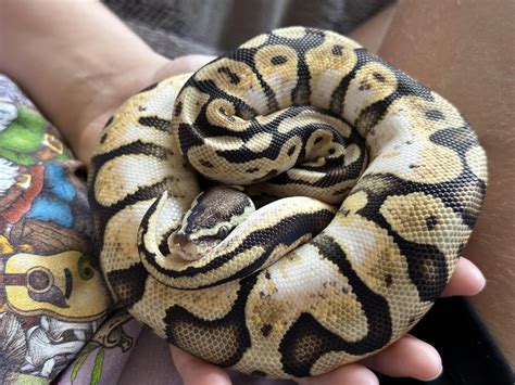 Ball Python Song 的图像结果