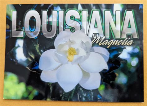 Louisiana State Flower Magnolia Facts | Best Flower Site