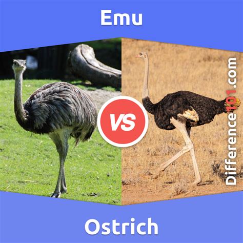 Emu vs. Ostrich: 6 Key Differences, Pros & Cons, Similarities ...