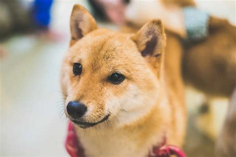 Mame Shiba: The Pocket-Sized Companion You Need to Know