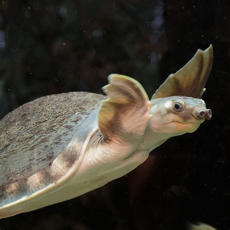 Pig-nosed Turtle (Carettochelys insculpta) | about animals
