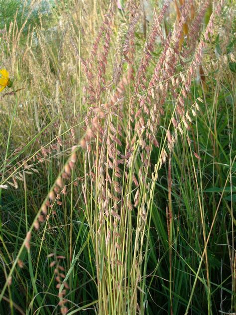Sideoats Grama | Drought resistant grass, Perennial grasses, Grass